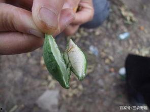 生吃地梢瓜怎么吃,清新口感，营养满分