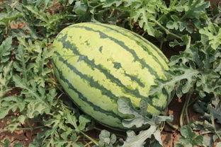 开园瓜怎么吃才好吃