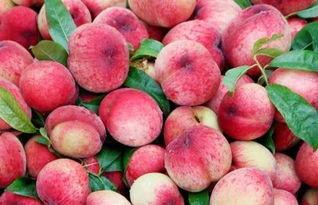 吃瓜peach,吃瓜群众视角下的Peach风云录