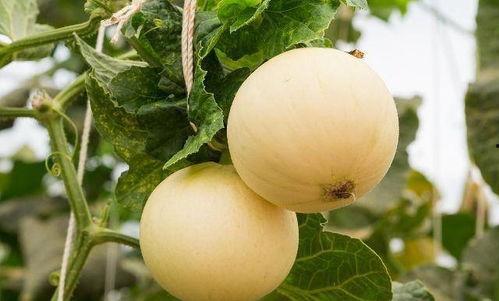 吃瓜嗓子吃坏了怎么办,嗓子吃坏后的应对攻略