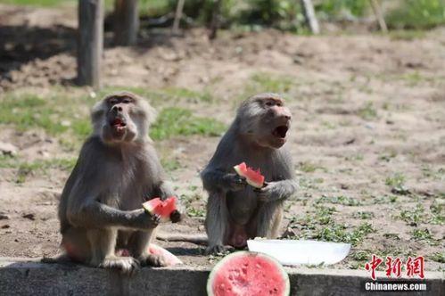 动物吃瓜吧原版