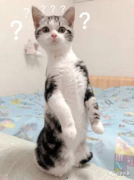 深圳吃瓜猫,揭秘美食界的“猫界网红”