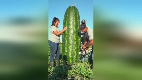 吃瓜大图,揭秘吃瓜大图背后的惊人真相