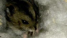 多仔吃瓜,揭秘娱乐圈的甜蜜瓜果盛宴