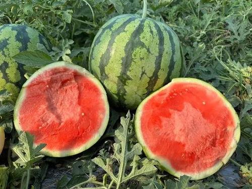 mx5吃瓜,揭秘娱乐圈背后的那些事儿