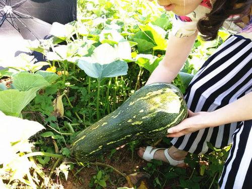 蓝瓜不能和啥吃,揭秘不能与哪些食物同食的惊人真相