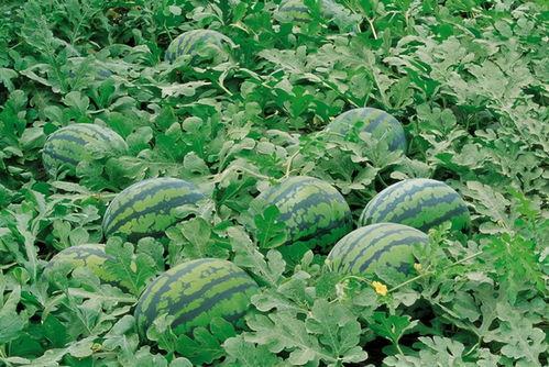 跟瓜姐吃大瓜河北,河北大瓜盛宴