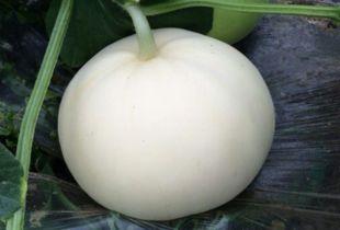 吃梨瓜舌头流血,一尝舌尖血泪史