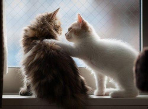 猫咪吃麻瓜,一场意外的冒险之旅