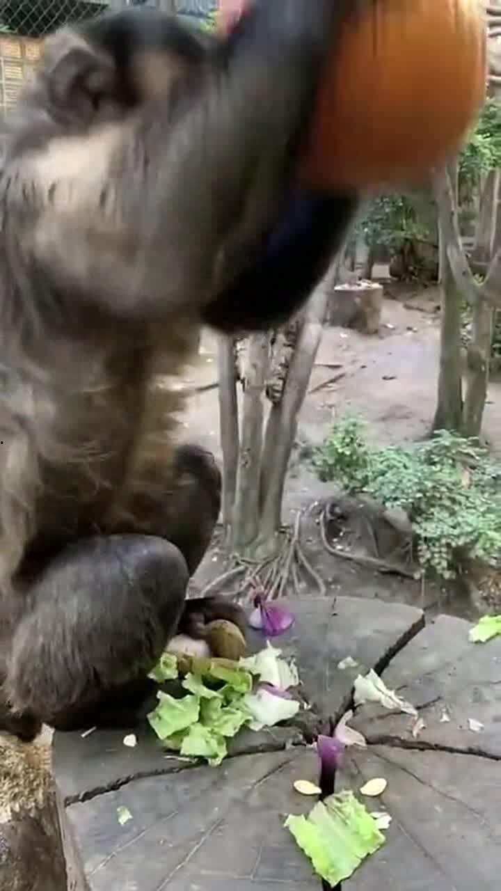 猴子吃方瓜吗,一场意外的美食邂逅