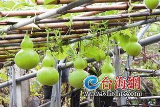 吃货吃葫芦瓜,吃货的味蕾盛宴