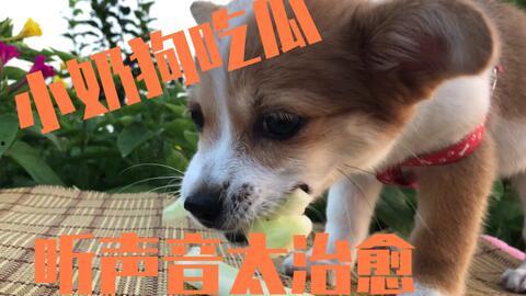主人给小狗吃瓜,主人与小狗共享甜蜜时光