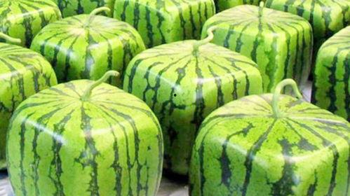 日本吃不起瓜,吃不起瓜，生活压力山大