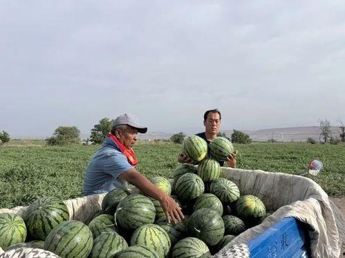 吃瓜宗族,趣味横生的民间娱乐现象