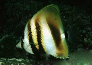 吃瓜少女鱼鱼,揭秘娱乐圈幕后故事