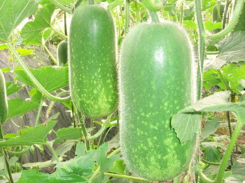 吃蒲瓜可以减肥吗,天然草本，轻松瘦身新选择